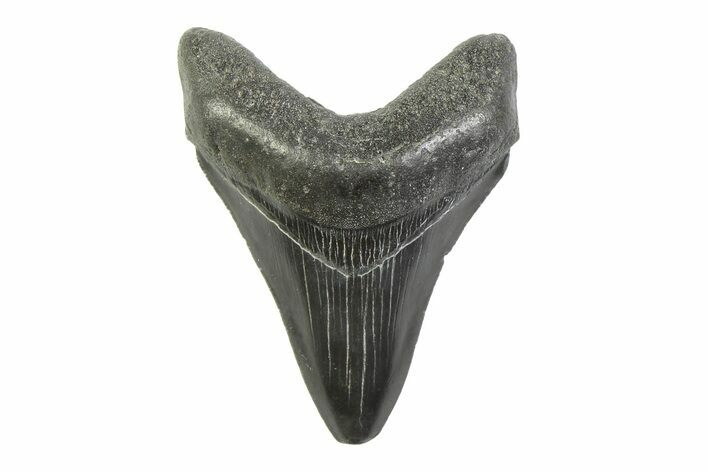 Serrated, Fossil Megalodon Tooth - South Carolina #341408